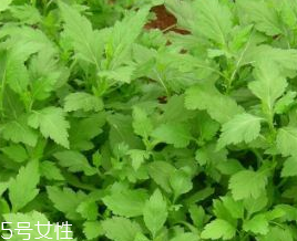 菊花腦的禁忌人群 哪些人不能吃菊花腦？