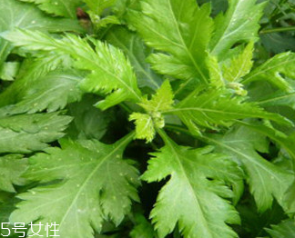 菊花腦的禁忌人群 哪些人不能吃菊花腦？