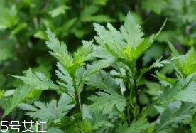 菊花腦是溫性還是涼性？菊花腦是涼性嗎？