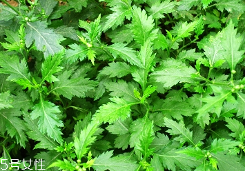 菊花腦的種植 菊花腦怎么種？