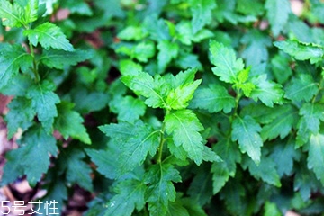 菊花腦的種植 菊花腦怎么種？