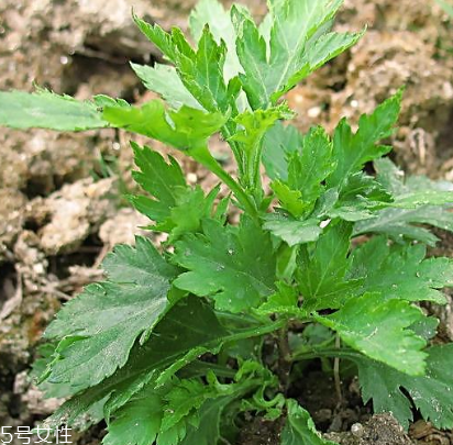 菊花腦能吃嗎？菊花腦的味道