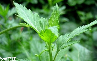 菊花腦能吃嗎？菊花腦的味道