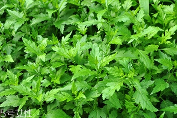 菊花腦可以涼拌嗎？菊花腦涼拌好吃嗎？