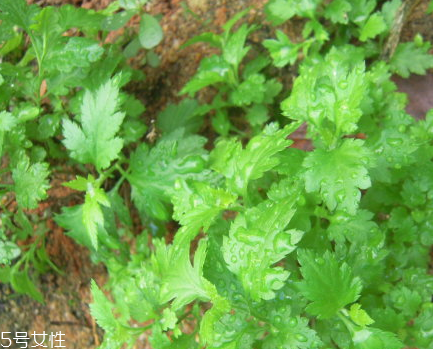 菊花腦和南瓜能一起吃嗎？菊花腦能和水果一起吃嗎？