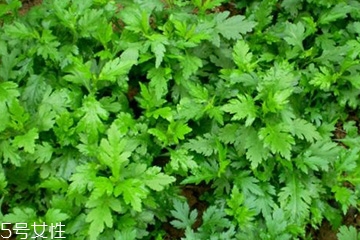 菊花腦怎么挑選？菊花腦選購(gòu)技法