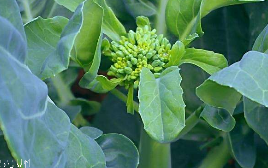芥蘭能炒牛肉嗎？芥蘭炒牛肉的做法