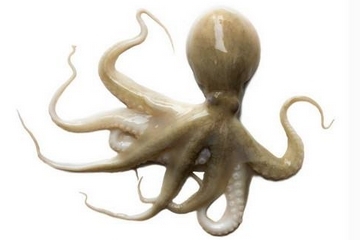 章魚是什么顏色？章魚是什么樣子？