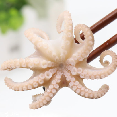 章魚是什么顏色？章魚是什么樣子？