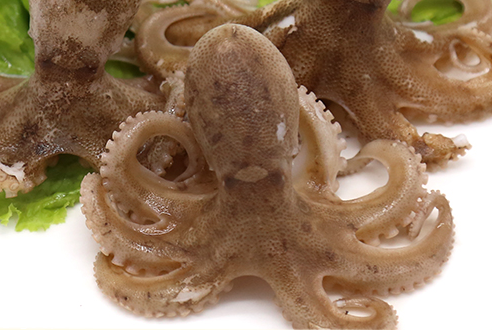 章魚會噴墨汁嗎？章魚的墨汁能吃嗎？