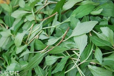 馬蘭頭對人的好處？馬蘭頭有什么好處？