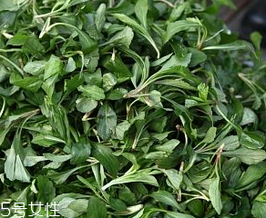 馬蘭頭是板藍(lán)根嗎？