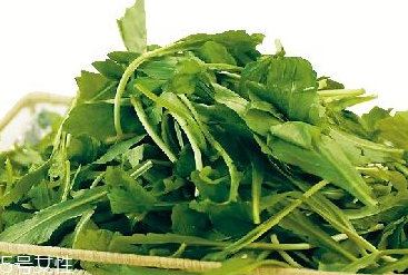 馬蘭頭是馬齒莧嗎？馬蘭頭和馬齒莧的區(qū)別