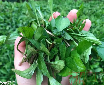 馬蘭頭和蝦能一起吃嗎？馬蘭頭和蝦能一起吃