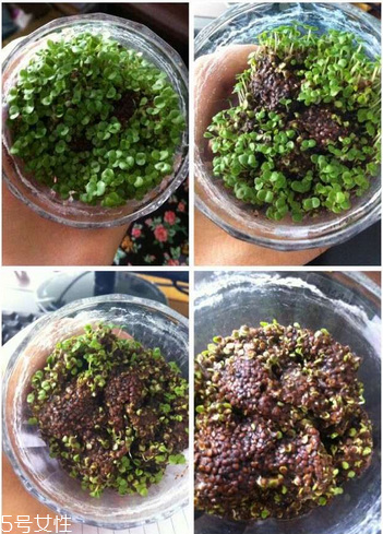 海藻面膜是補水的嗎？海藻面膜有補水效果嗎？
