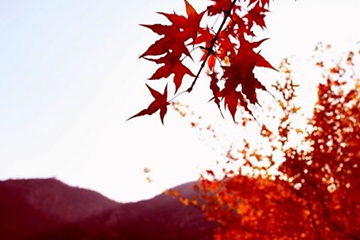楓葉紅發(fā)色會(huì)不會(huì)太紅？楓葉紅發(fā)色日常嗎
