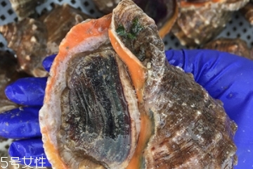 海螺開水還是冷水下鍋？海螺冷水還是熱水煮？