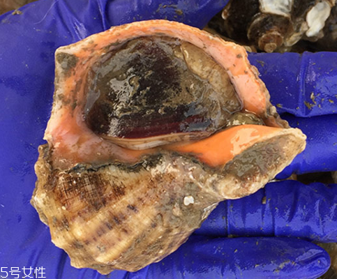 海螺開水還是冷水下鍋？海螺冷水還是熱水煮？