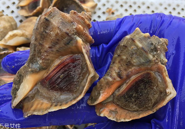 海螺開水還是冷水下鍋？海螺冷水還是熱水煮？