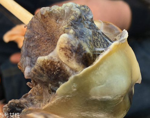 海螺可以隔夜吃嗎？海螺煮熟隔夜能吃嗎？