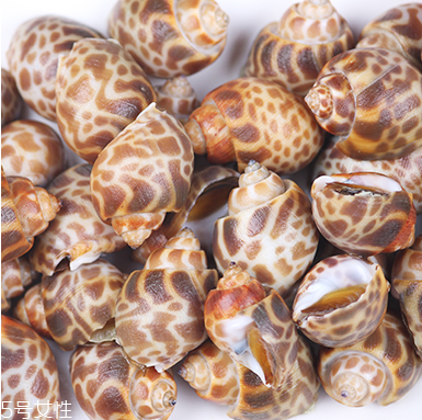 海螺能活幾天？海螺無(wú)水可以活幾天？