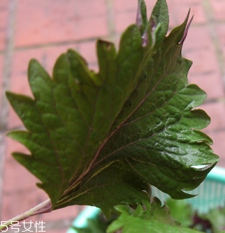紫蘇葉能做成干紫蘇葉嗎？紫蘇葉怎么做成干紫蘇葉呢？