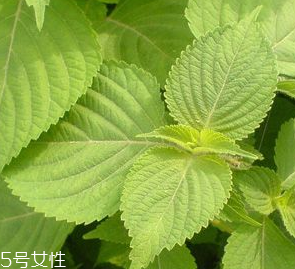 紫蘇葉是熱性的嗎？紫蘇葉是寒性的嗎？