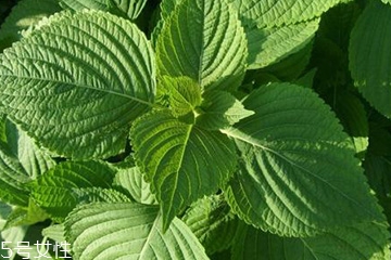 紫蘇葉能治感冒嗎？紫蘇葉能治感冒