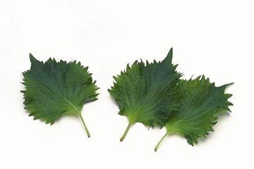 紫蘇葉和艾葉的區(qū)別 紫蘇葉和艾葉有什么區(qū)別？