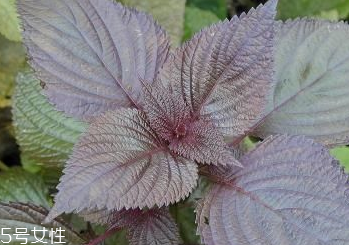 紫蘇葉和艾葉的區(qū)別 紫蘇葉和艾葉有什么區(qū)別？