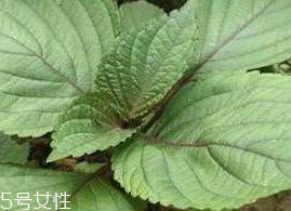 紫蘇葉能吃嗎？紫蘇葉好吃嗎？