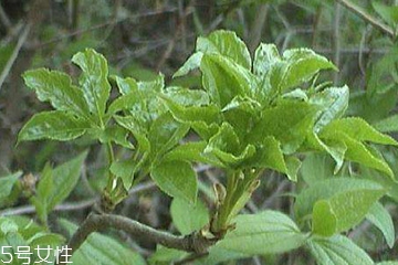 刺五加能做菜嗎？刺五加怎么做菜？