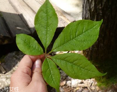 刺五加能做菜嗎？刺五加怎么做菜？