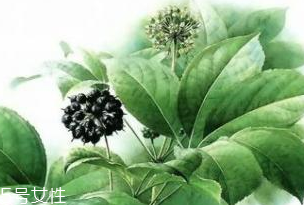 刺五加能做菜嗎？刺五加怎么做菜？