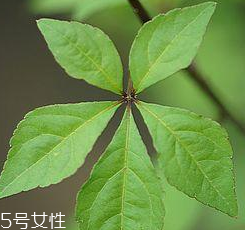 刺五加能給孕婦吃嗎？孕婦能吃刺五加嗎？