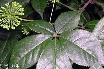 刺五加經(jīng)常喝會怎樣？刺五加能天天喝嗎？