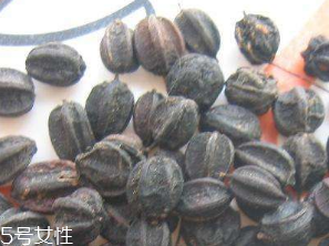 刺五加的食用方法 刺五加怎么吃？