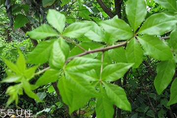 刺五加對(duì)肝病有好處嗎？