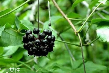 刺五加怎么吃？刺五加有什么用？