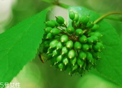 刺五加能不能做餃子餡？刺五加怎么做餃子餡？