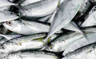 鲅魚(yú)和秋刀魚(yú)是一樣的嗎 主要區(qū)別在花紋和頭部