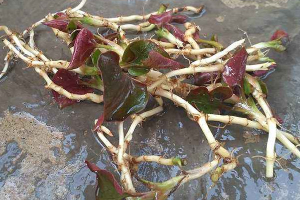 野生折耳根哪里能挖到？一次食用需控制在這個量