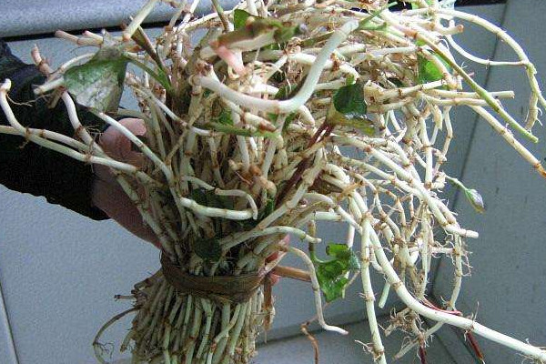 折耳根可以治療胃炎嗎？這個(gè)季節(jié)挖折耳根最嫩最討喜
