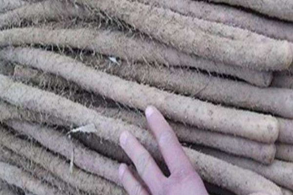 雞皮糙山藥是脆的還是面的？買山藥不僅看表面還得看須毛