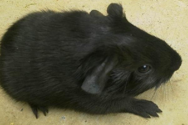 黑豚是什么動物？國家允許養(yǎng)殖的野生動物