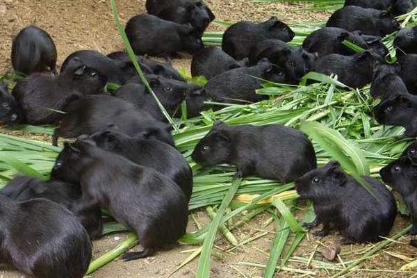 黑豚是什么動物？國家允許養(yǎng)殖的野生動物