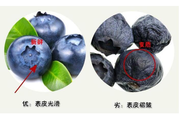 藍莓硬的好還是軟的好 優(yōu)質藍莓很結實