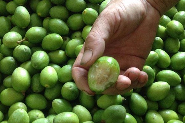 橄欖是水果嗎 屬于水果類 橄欖是水果嗎 屬于水果類