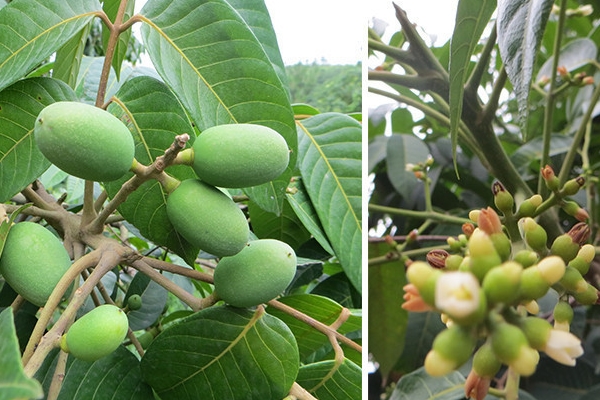 橄欖是水果嗎 屬于水果類 橄欖是水果嗎 屬于水果類