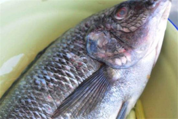 羅非魚刺多嗎 沒(méi)有小刺